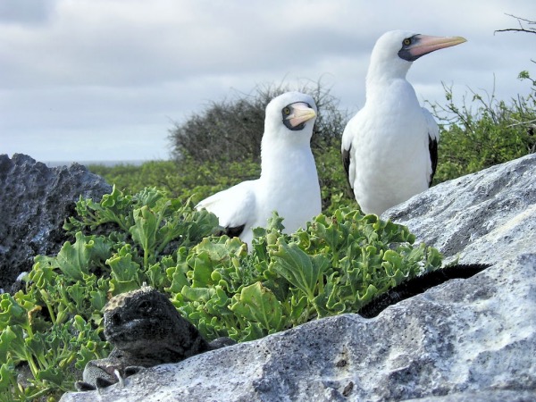 Islas Galápagos. Imagen: Andrés Segura Tortosa